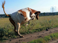 Новый случай бешенства у крупного рогатого скота зафиксировали в Молдове 