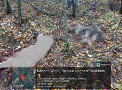 В Унгенском районе браконьер лишил жизни дикого кабана