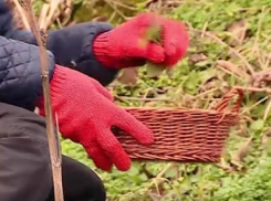 Посередине зимы в Молдове собрали первый урожай луговой крапивы