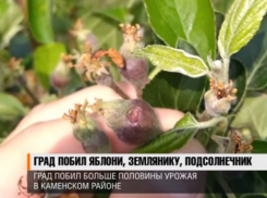Потеряна половина урожая: в Приднестровье град побил яблоки, землянику и подсолнечник 