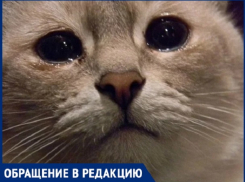 Наехала на кошку и не отреагировала на замечание - бездушие некоторых кишиневцев убивает