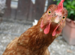 В Кишинёве объявлена чрезвычайная ситуация из-за птичьего гриппа