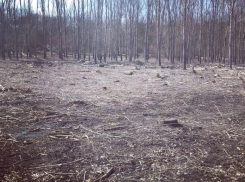 Под Тирасполем рубят молодой лес
