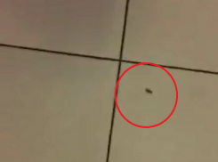 Рыжики гуляют: огромный таракан в крупном торговом центре испугал жительницу Кишинева