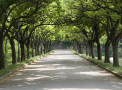 Кадастр зеленых насаждений хотят внедрить в Кишиневе