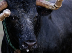 Разъяренный бык убил пастуха в Дрокии 