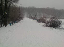 Вырубка деревьев в парках Кишинева будет идти весь январь