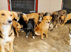 Переполненный приют и агрессивные собаки: власти столицы готовят жёсткие изменения 