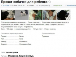 В Кишинёве теперь можно взять собаку напрокат - залог составляет 100 евро