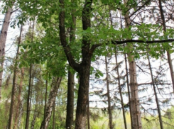 Дуб Гагарина в Пэулештах - удивительная история