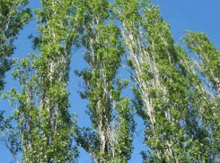 Тополиная угроза – жители Старой почты жалуются на 40-летние деревья