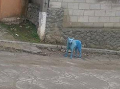 Инопланетный пес вызвал приступ недоумения у жителей Кишинева 