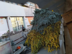 Незаконная вырубка деревьев в Кишиневе, как норма жизни - была бы чья-то мошна полной доверху