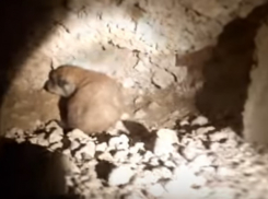 В Бельцах организовали целую спецоперацию для спасения щенков