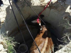 В Каушанском районе корова провалилась в колодец, несчастное животное доставали спасатели