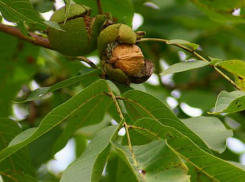 Женщина погибла от удара током при обрыве орехом провода в Чимишлийском районе
