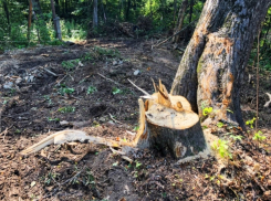 Больше сотни деревьев спилили в Вадул-луй-Водэ