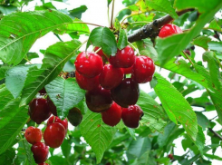 Жителей Молдовы радуют фотографиями зреющей черешни