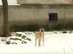 Агрессивные одичавшие собаки устроили террор у детских садиков в Каушанах