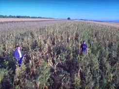 Огромную плантацию конопли, замаскированную под кукурузное поле, показали на видео 