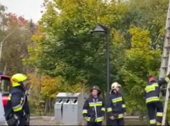 Спецоперация по спасению голубя прошла в столичной Долине роз