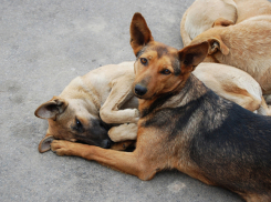 Мнение: Муниципальные службы занимаются отловом собак незаконно 