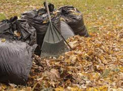 Экологи призывают людей не сжигать опавшую листву 