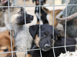 Молдова готовится ратифицировать европейские конвенции о защите животных 