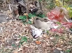 Жуткую расправу с молодой косулей в парке сняли на видео