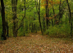 Количество лесов в Молдове увеличивается последние 20 лет