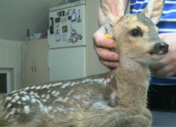 Полицейские из Леова спасли крохотного олененка от браконьеров