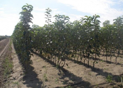 5,5 млн саженцев подготовила Moldsilva к осенней посадке