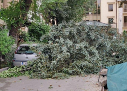 В центре Кишинева рухнувшее дерево повредило автомобиль Opel