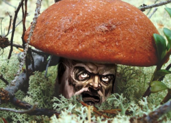 Специалисты призывают не есть собранные в лесу грибы