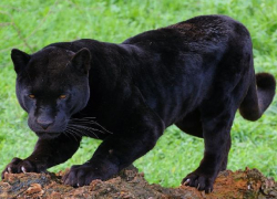 Кровожадная пантера отобедала смотрителем в частном зоопарке 