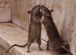 Выпил и закусил крысиным ядом – житель Рыбницы решил что-то доказать своей бабушке