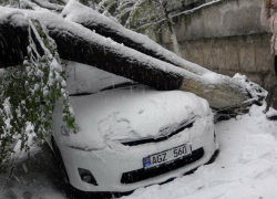 Не те деревья пилят: десятки автомобилей в Кишиневе повреждены сломанными ветками