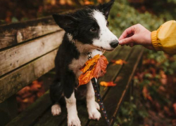 И снова бабье лето? Погода в Молдове на среду 