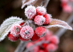 В Молдове продлили предупреждение о заморозках до 29 сентября