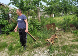 В Хынчештах представитель мужского пола избивал собаку под одобрительное гоготание членов своей семьи