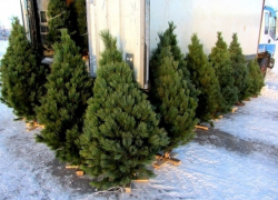 Адреса елочных базаров Кишинева