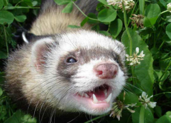 Бешеный хорек укусил семилетнего мальчика в Хынчештах 