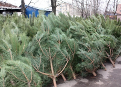 Власти рассказали, куда девать старые елки