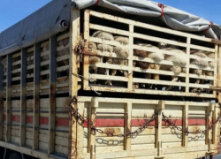 Грузовик с овцами застрял на молдавско-румынской границе 