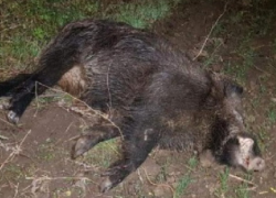 На севере Молдовы африканская чума свиней косит поголовье диких животных