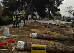 Варварство в Унгенах - в центре города спилили многолетние ели