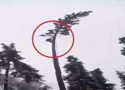 В Леова засняли "молдавского Тарзана", спилившего елку, на которой сидел