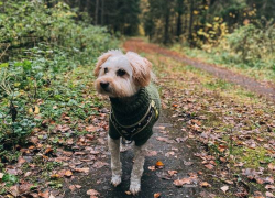 Дожди пока не прекратятся – погода в Молдове на пятницу 