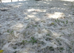 Держитесь! В столице валит тополиный пух