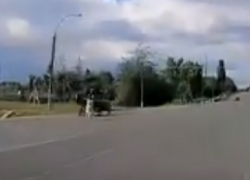 Драма в Комрате - огромный алабай напал на ослика прямо посреди трассы